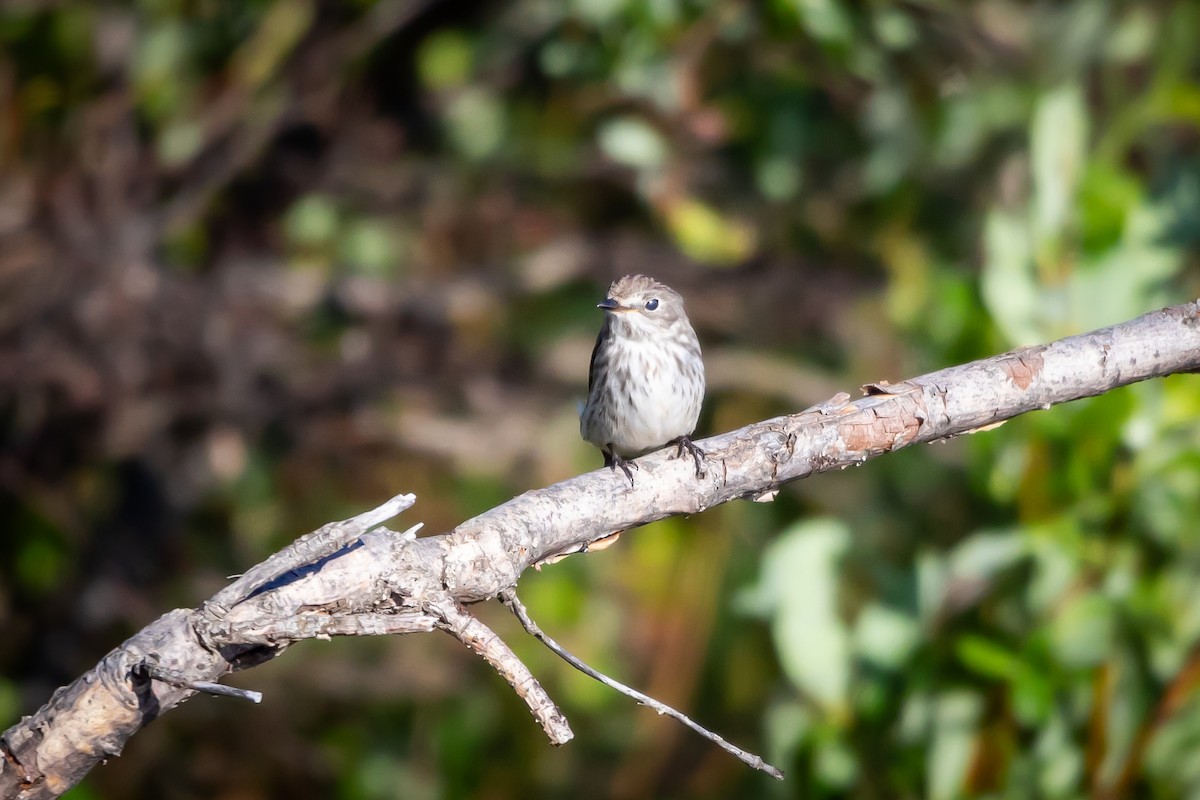 Gray-streaked Flycatcher - ML621295337