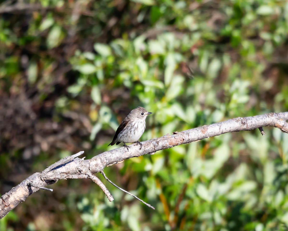 Gray-streaked Flycatcher - Justin Ronald Newmann