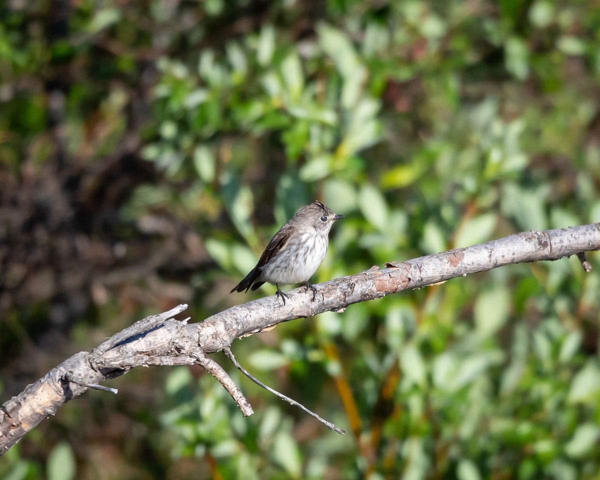 Gray-streaked Flycatcher - ML621295339