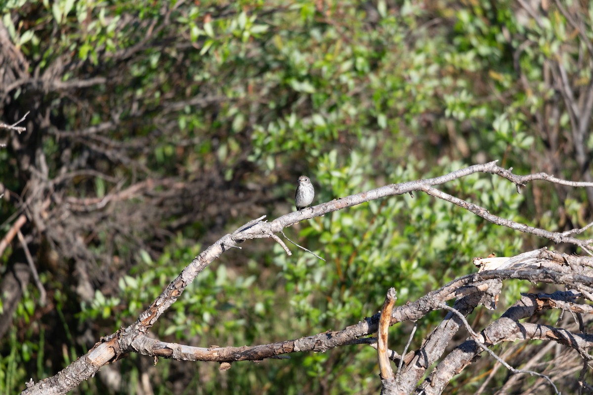 Gray-streaked Flycatcher - ML621295342