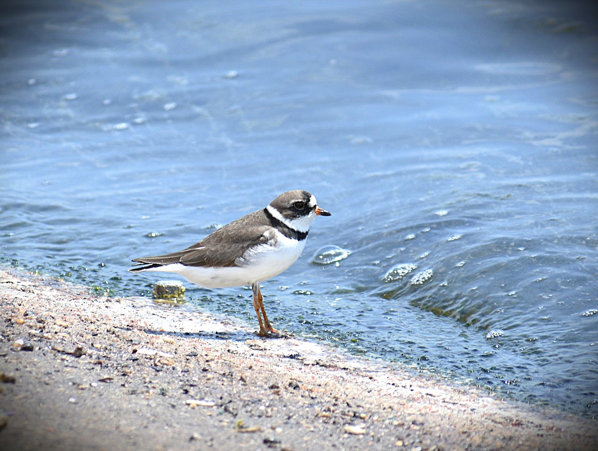 Semipalmated Plover - Trevor Gorby