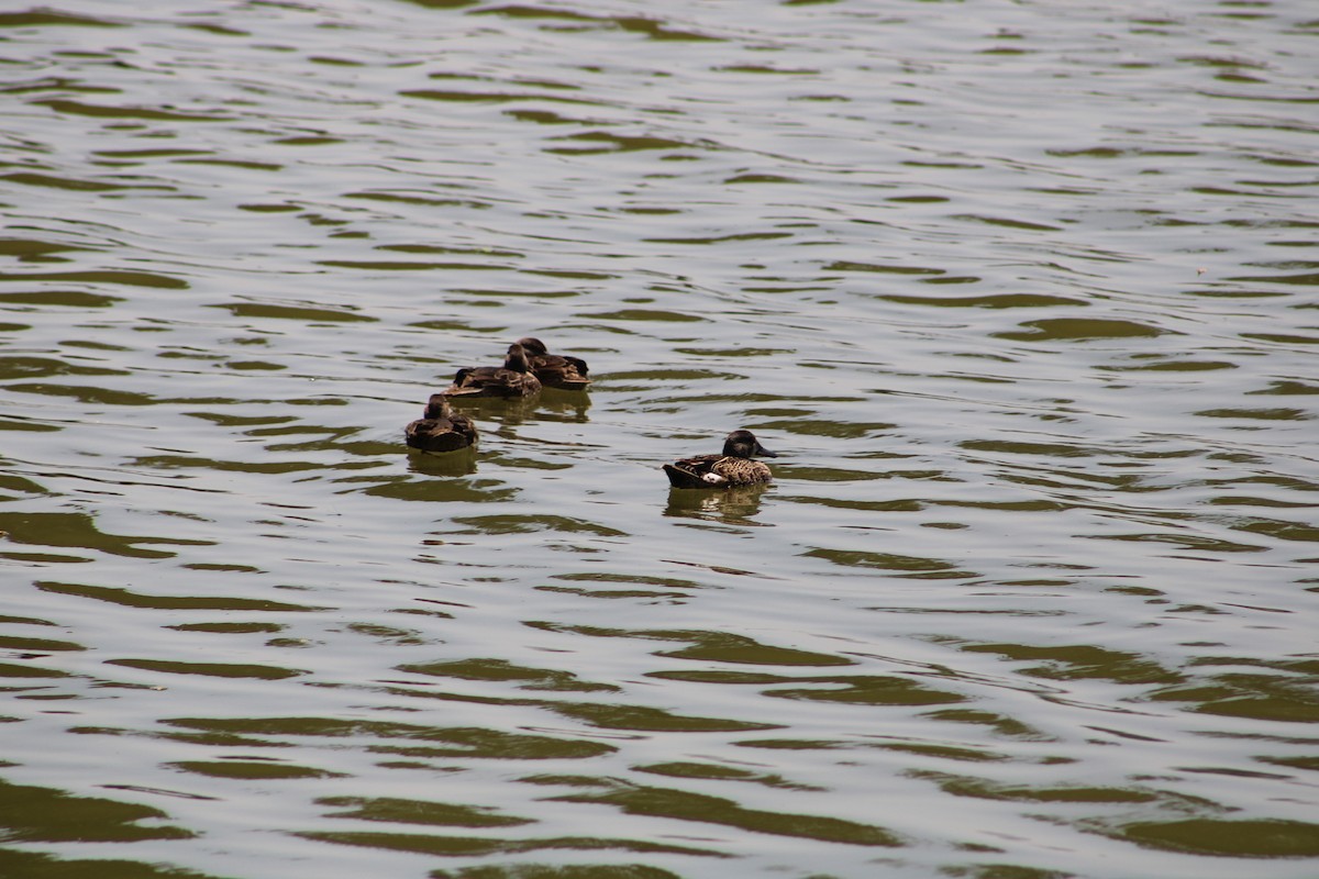 Cinnamon Teal - ML621295384