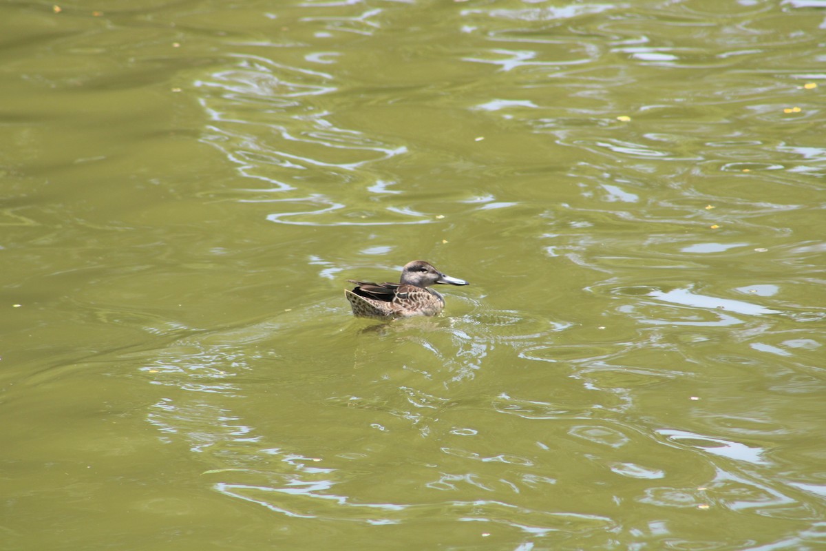 Cinnamon Teal - ML621295385