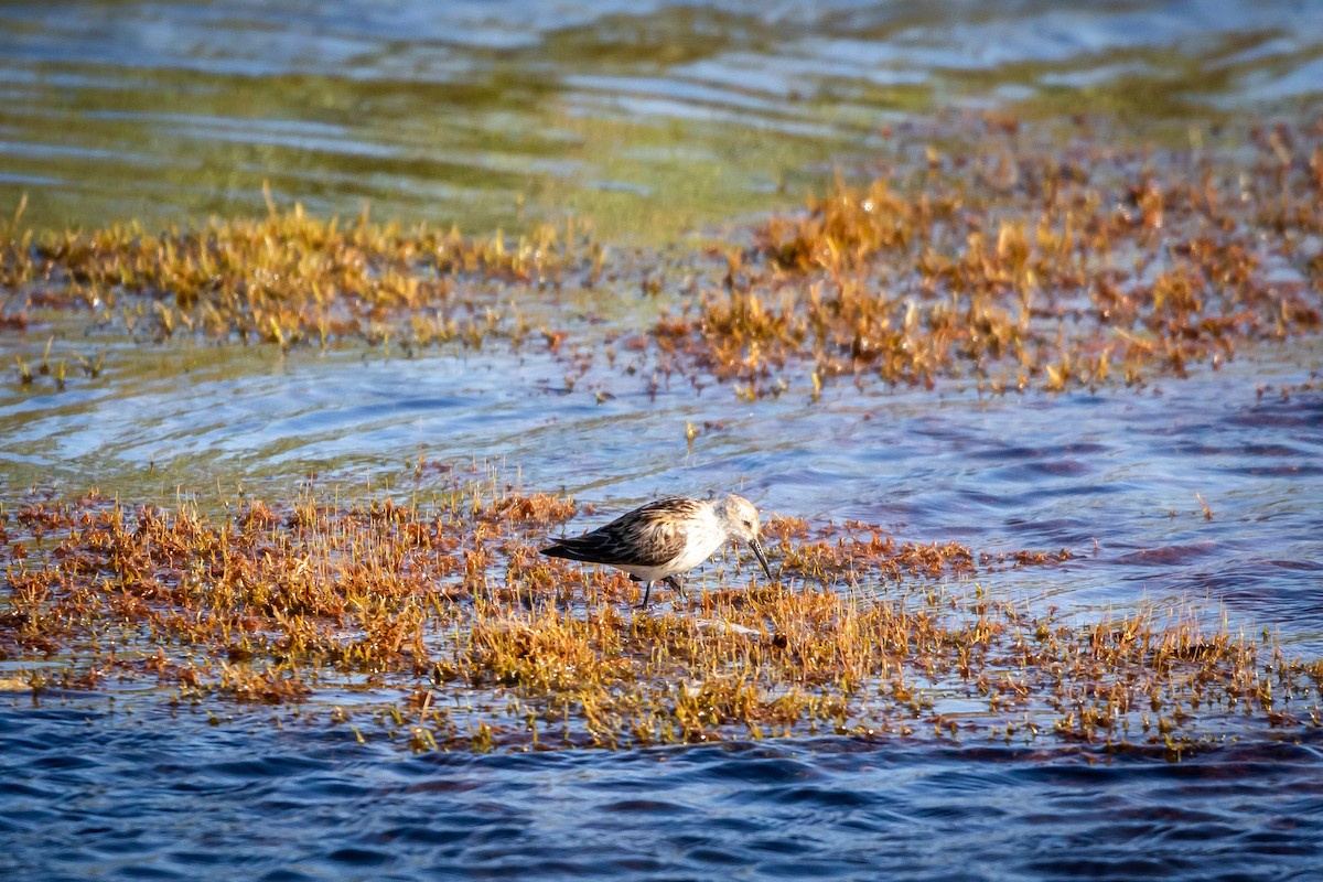 Western Sandpiper - ML621295403