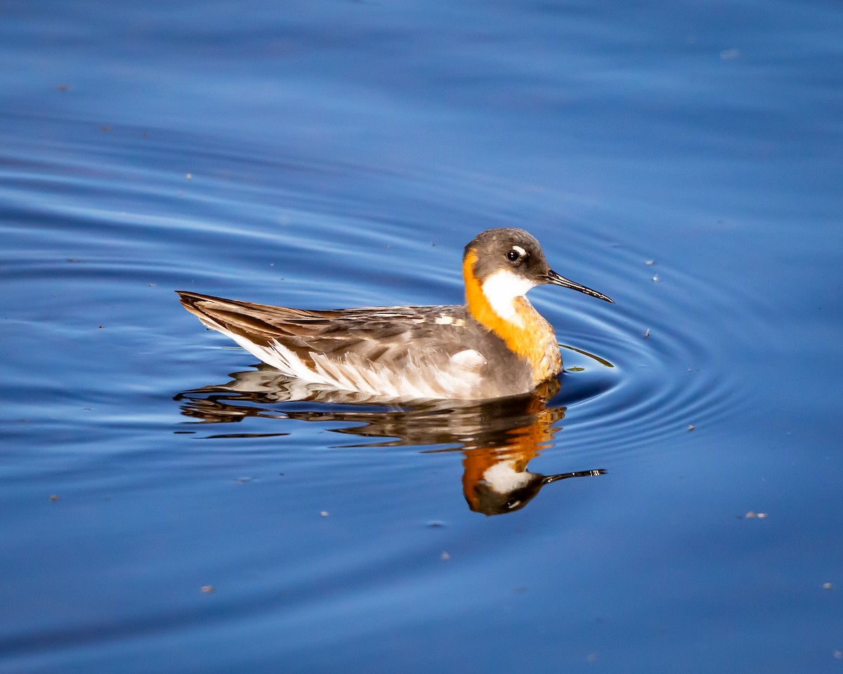 Red-necked Phalarope - ML621295423