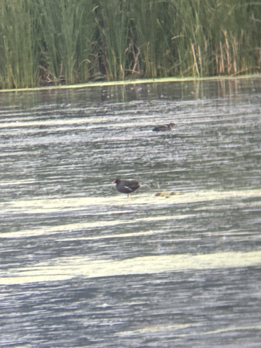 Common Gallinule - ML621295432