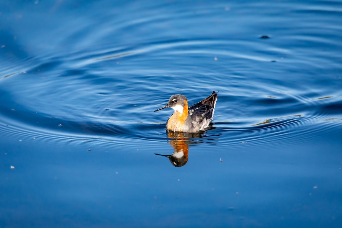 Red-necked Phalarope - ML621295435