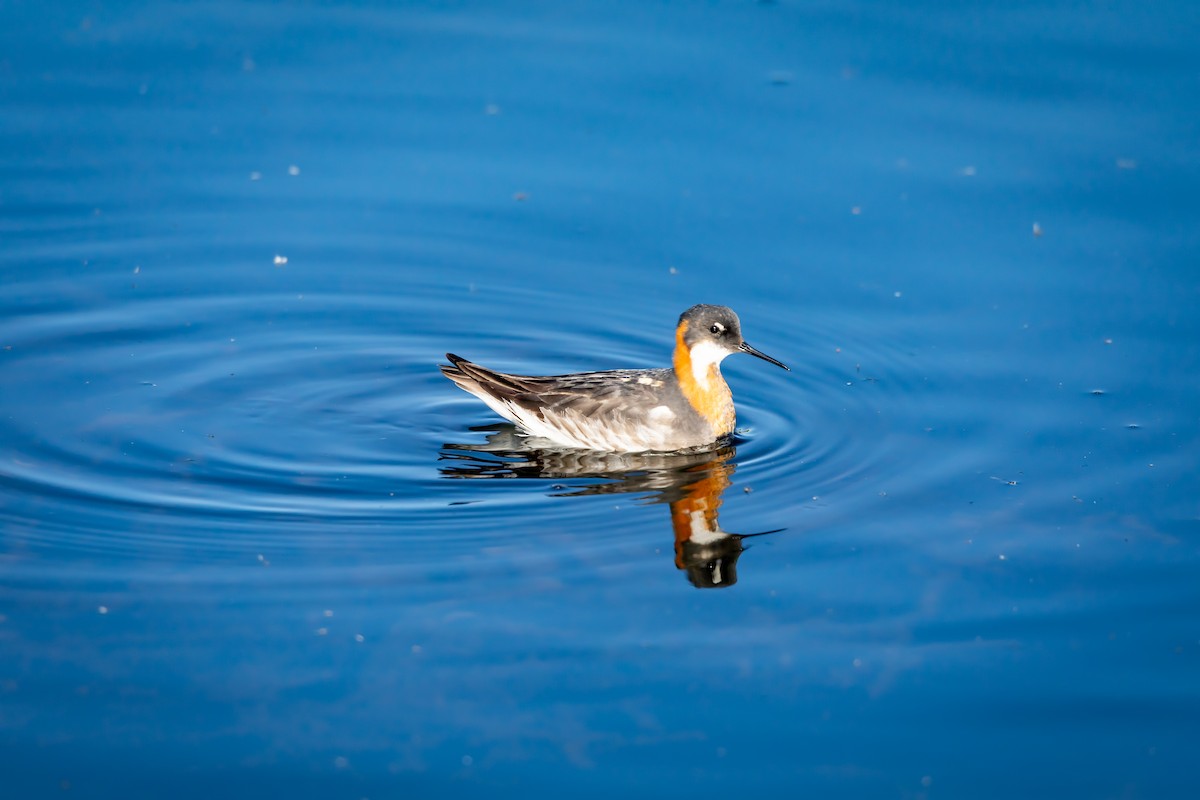 Red-necked Phalarope - ML621295438