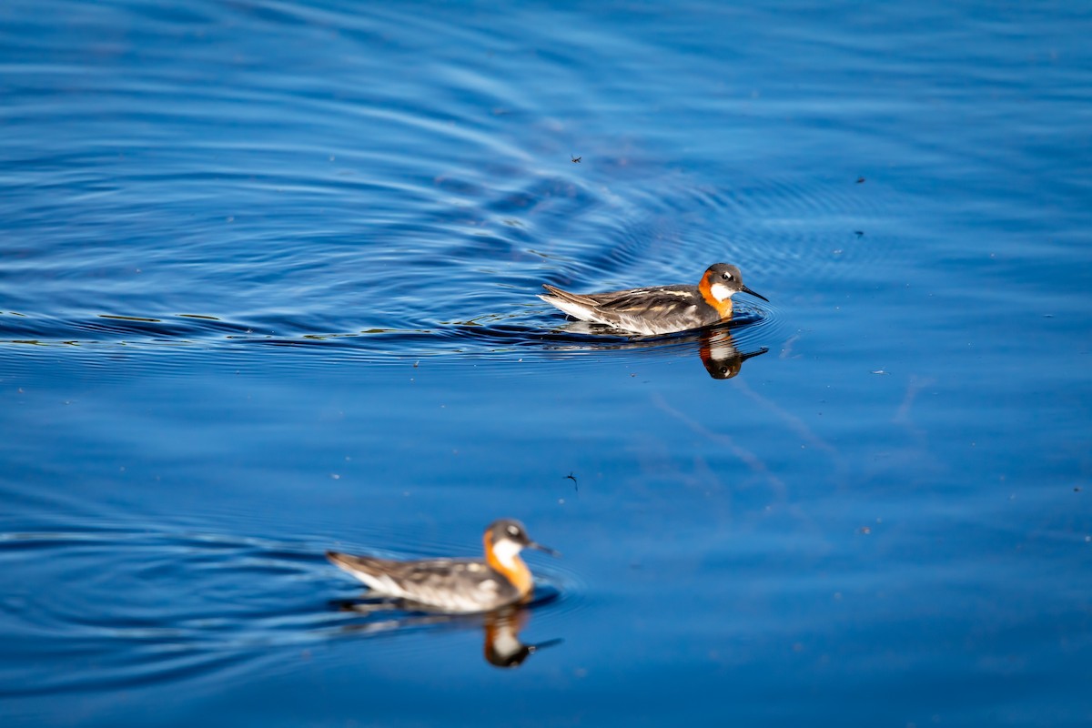 Red-necked Phalarope - ML621295439