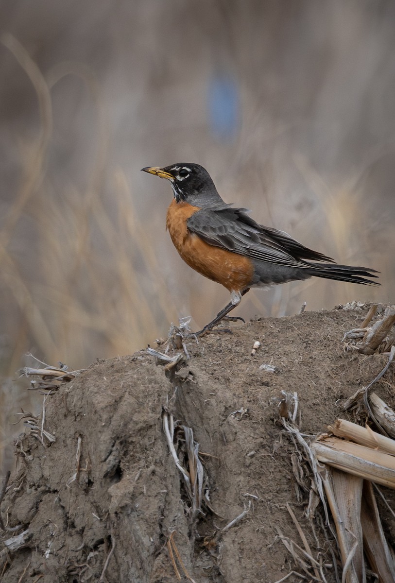 American Robin - ML621295514