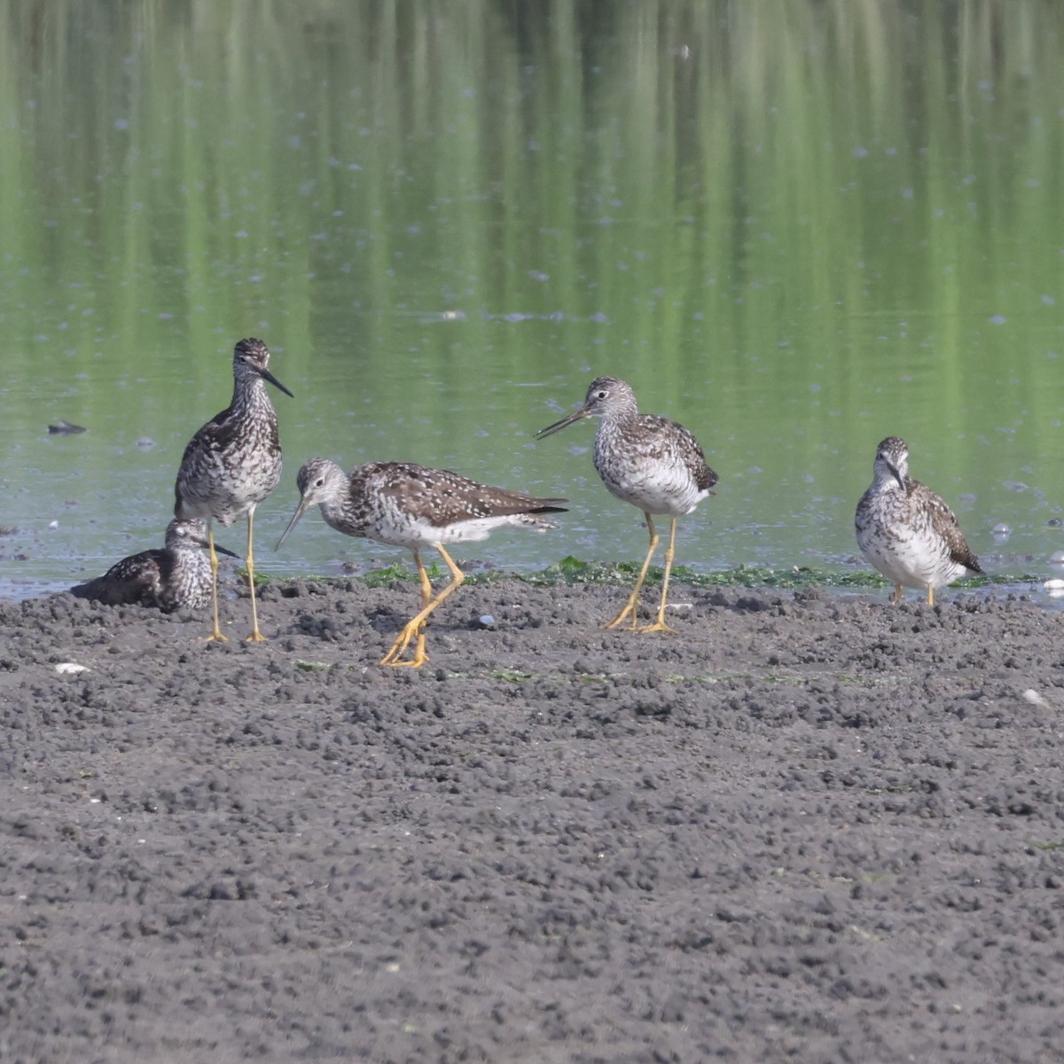 Greater Yellowlegs - ML621295598