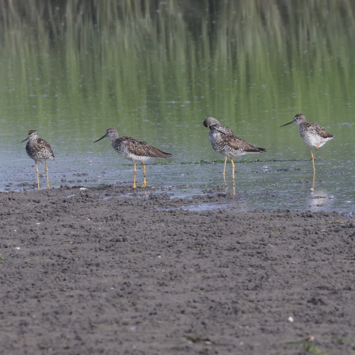 Greater Yellowlegs - ML621295599