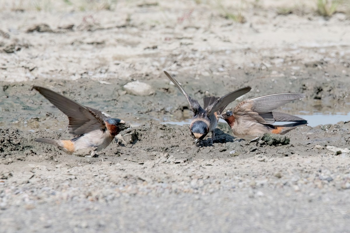 Cliff Swallow - Sue Barth