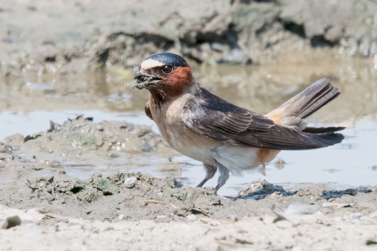 Cliff Swallow - ML621295691