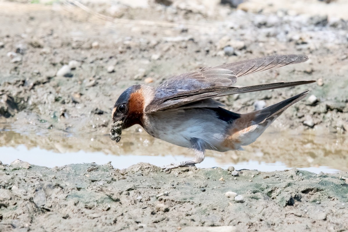 Cliff Swallow - ML621295694