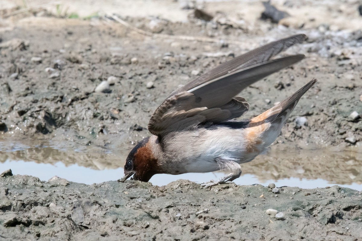 Cliff Swallow - ML621295696