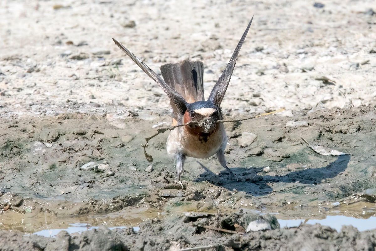 Cliff Swallow - ML621295697