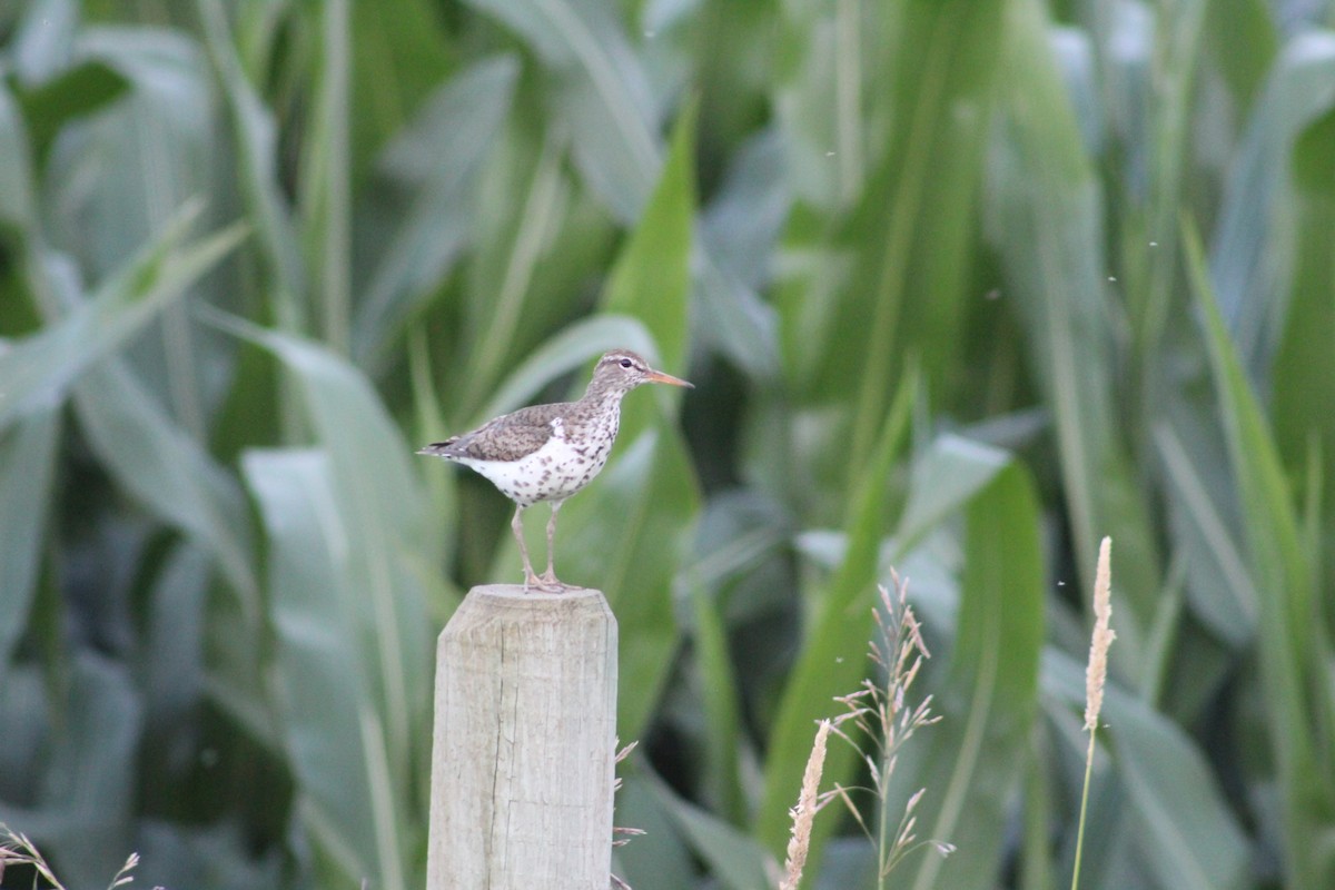 Spotted Sandpiper - ML621295714