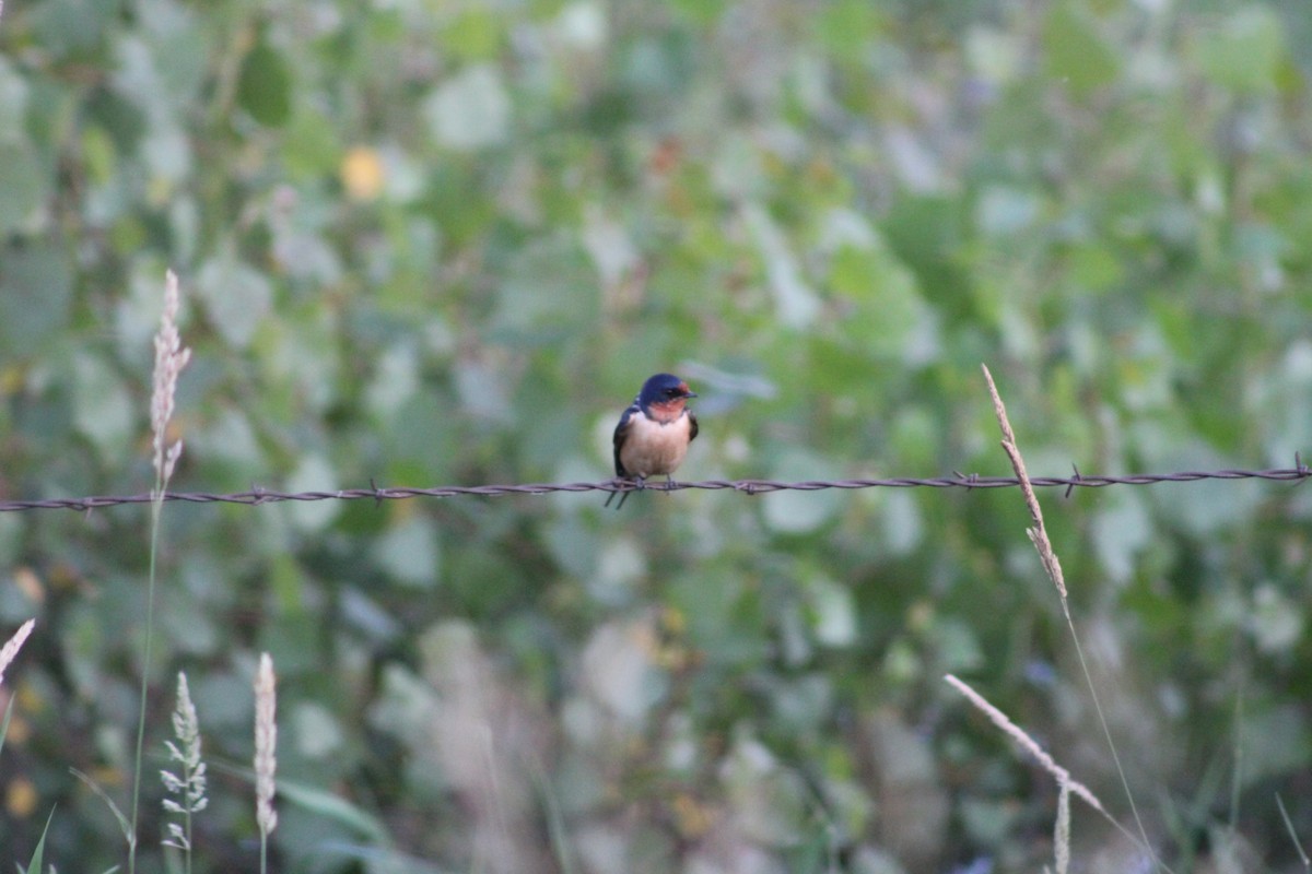 Barn Swallow - Vander Nunes