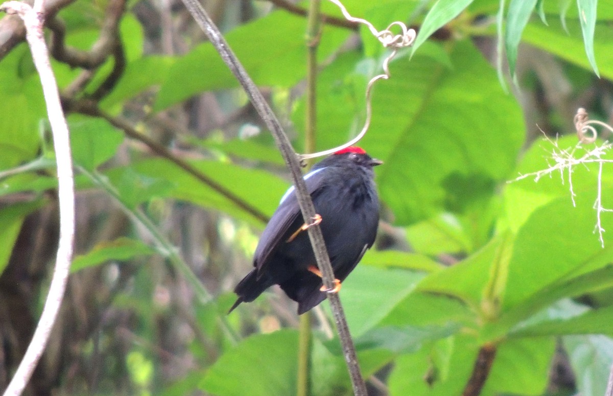 Lance-tailed Manakin - ML621295754