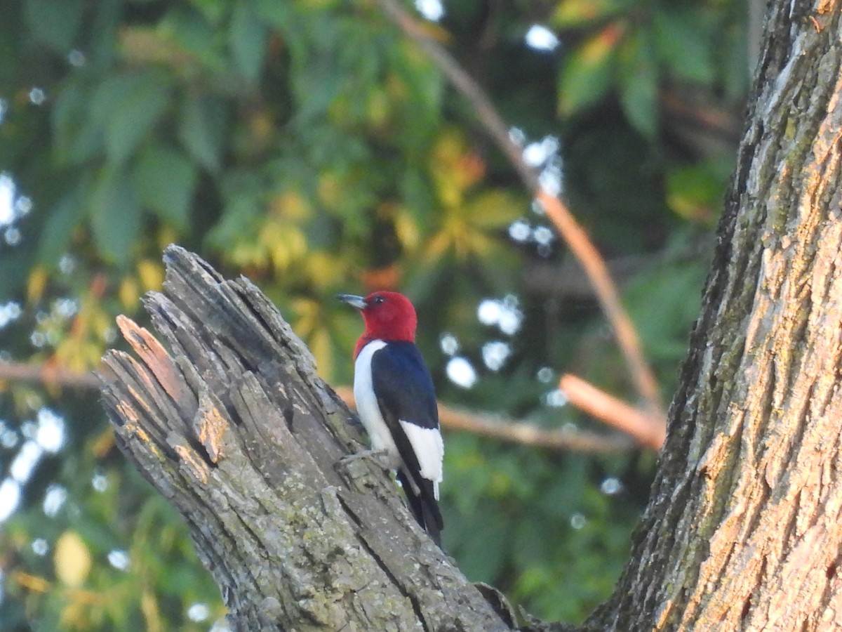 Red-headed Woodpecker - ML621295857