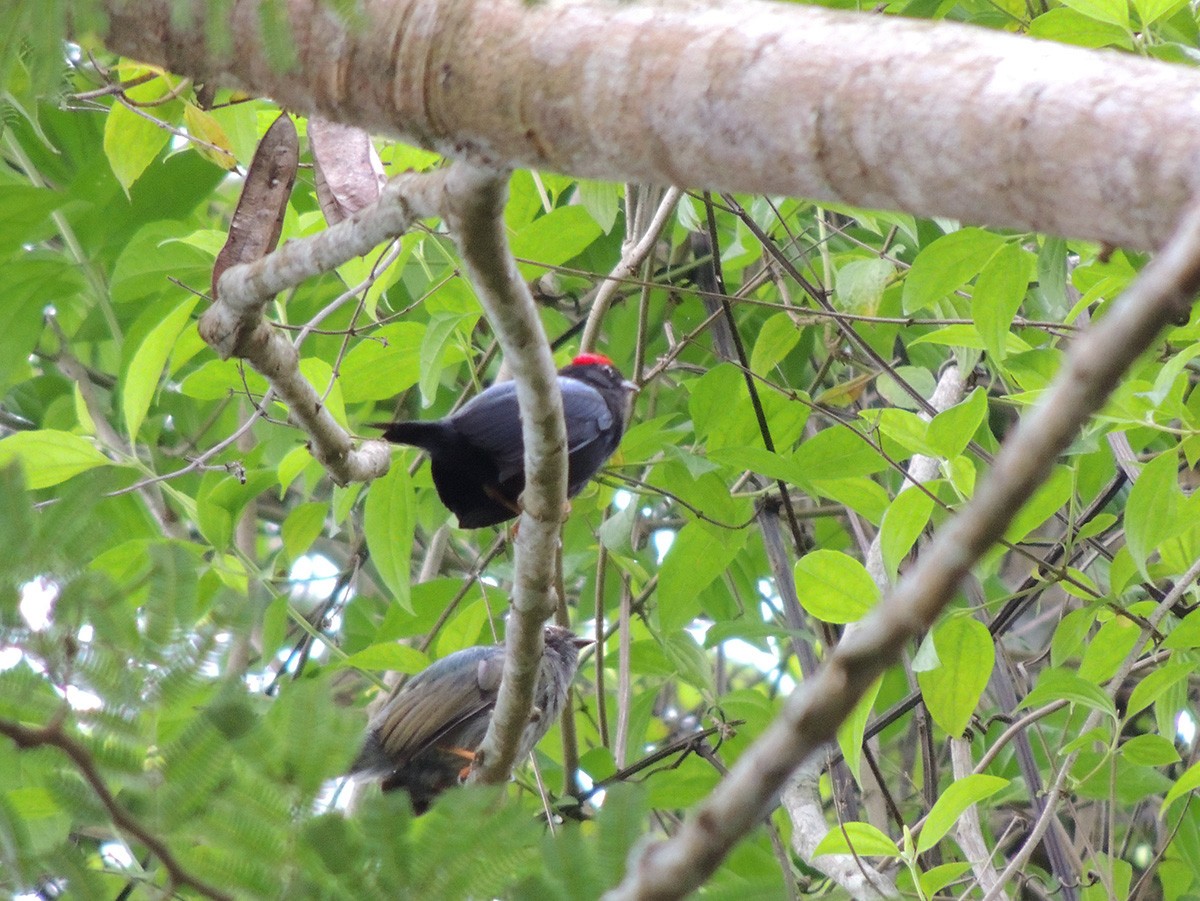 Lance-tailed Manakin - ML621295945