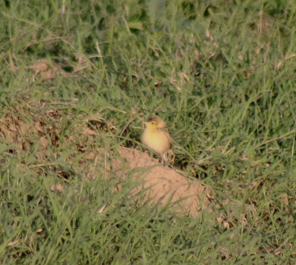 Pectoral-patch Cisticola - ML621296001