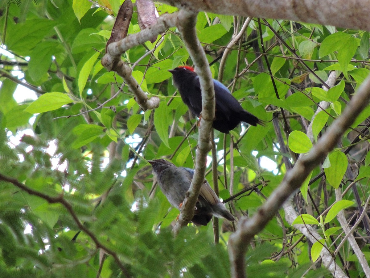 Lance-tailed Manakin - ML621296008