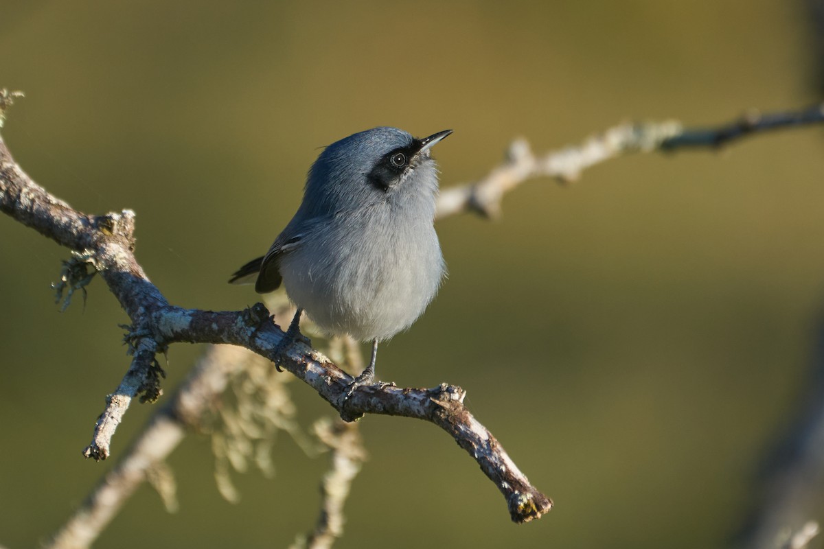 Masked Gnatcatcher - ML621296097