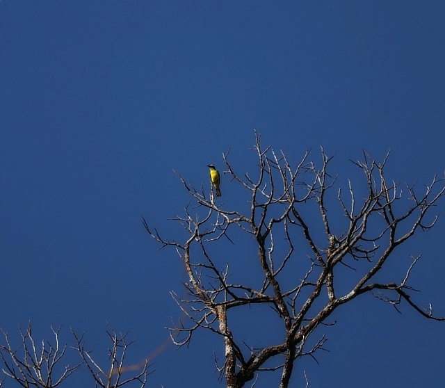 Yellow-throated Flycatcher - ML621296144