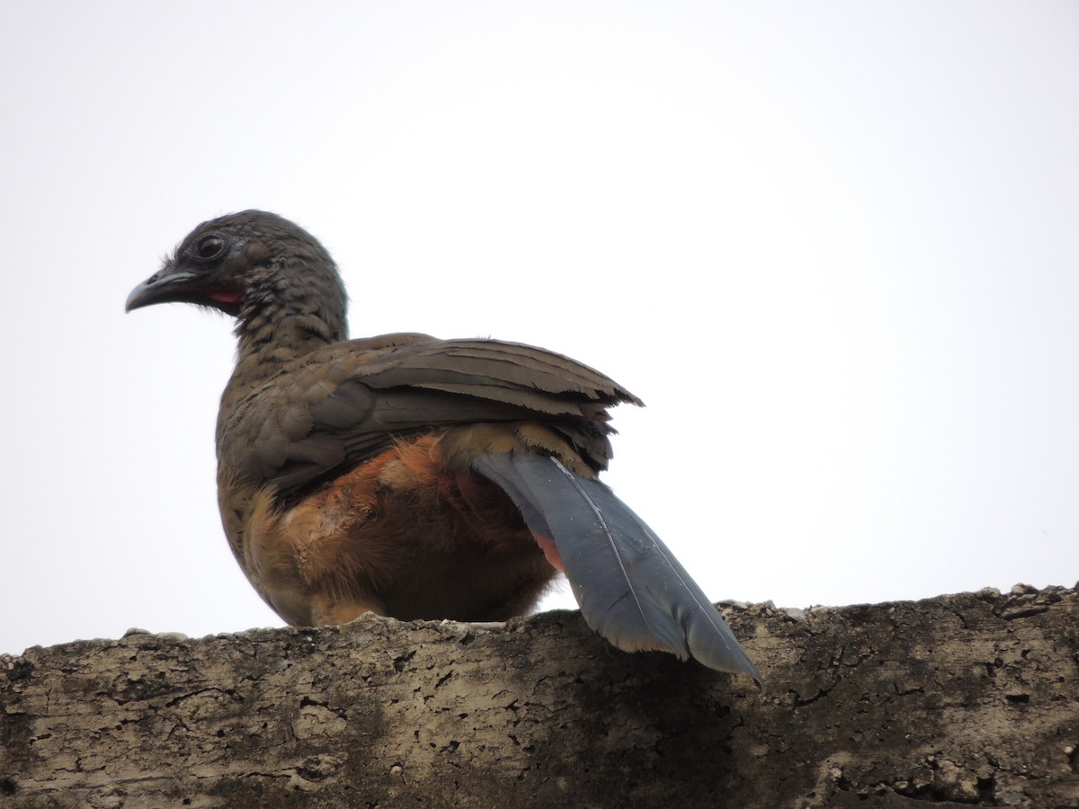 Rufous-vented Chachalaca - ML621296148