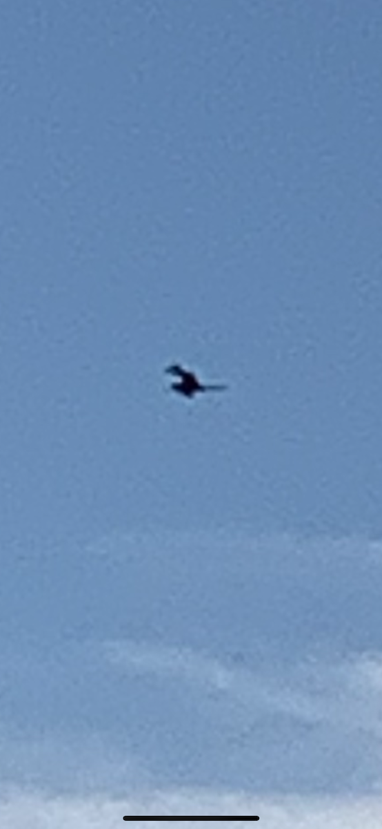 fregatka vznešená - ML621296190