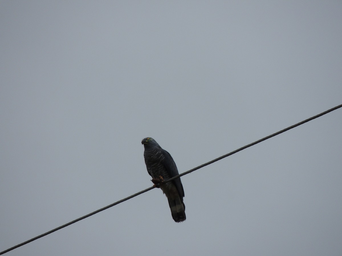 Hook-billed Kite - ML621296192