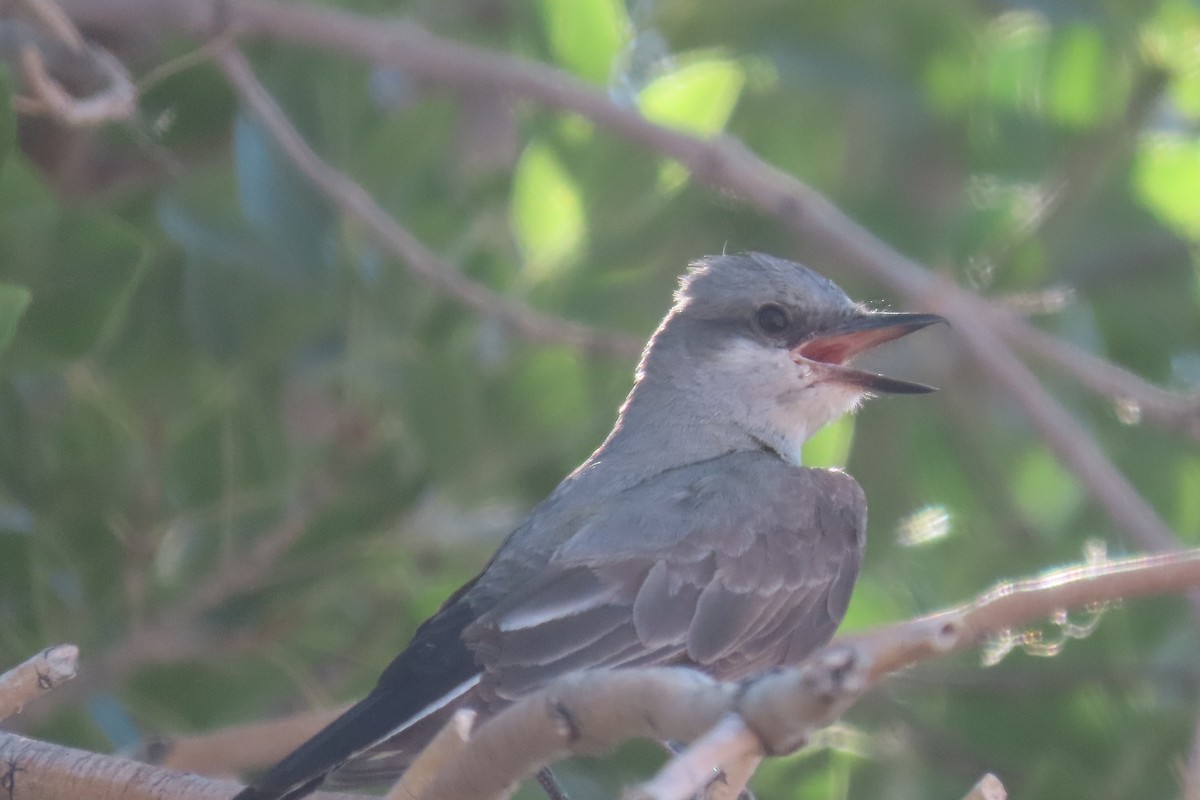 Western Kingbird - Jan Parrott