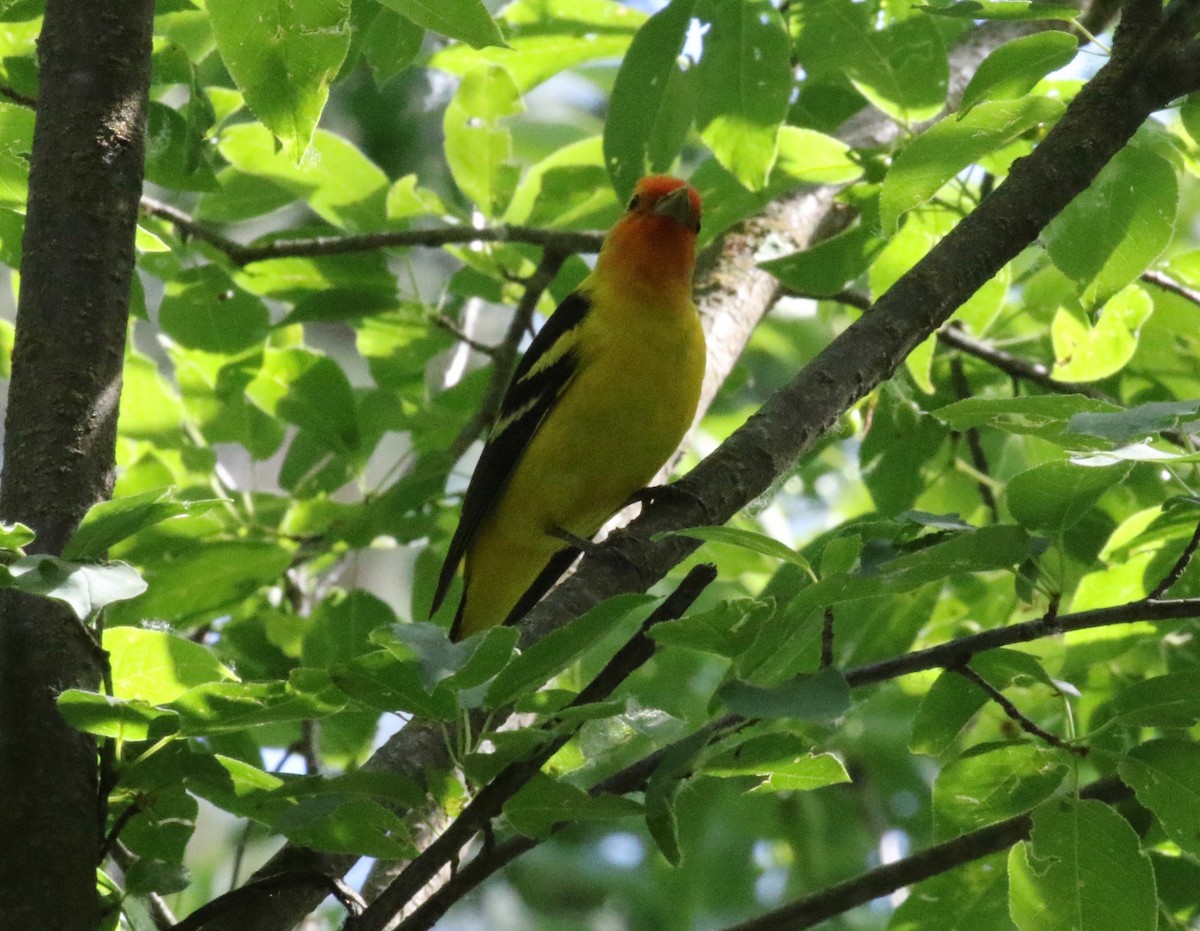 Western Tanager - ML621296283