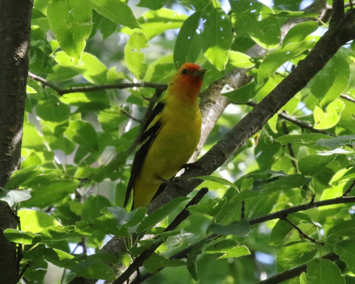 Western Tanager - ML621296284