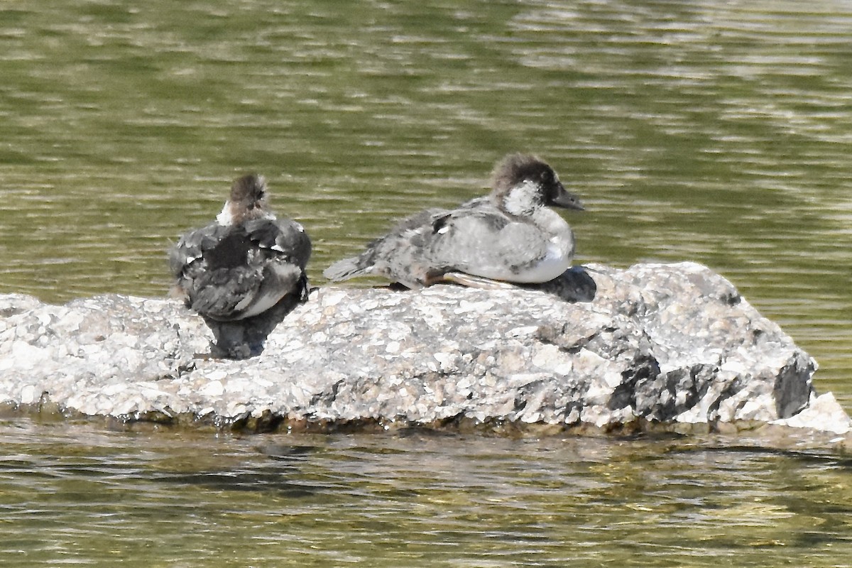 Common Goldeneye - ML621296295