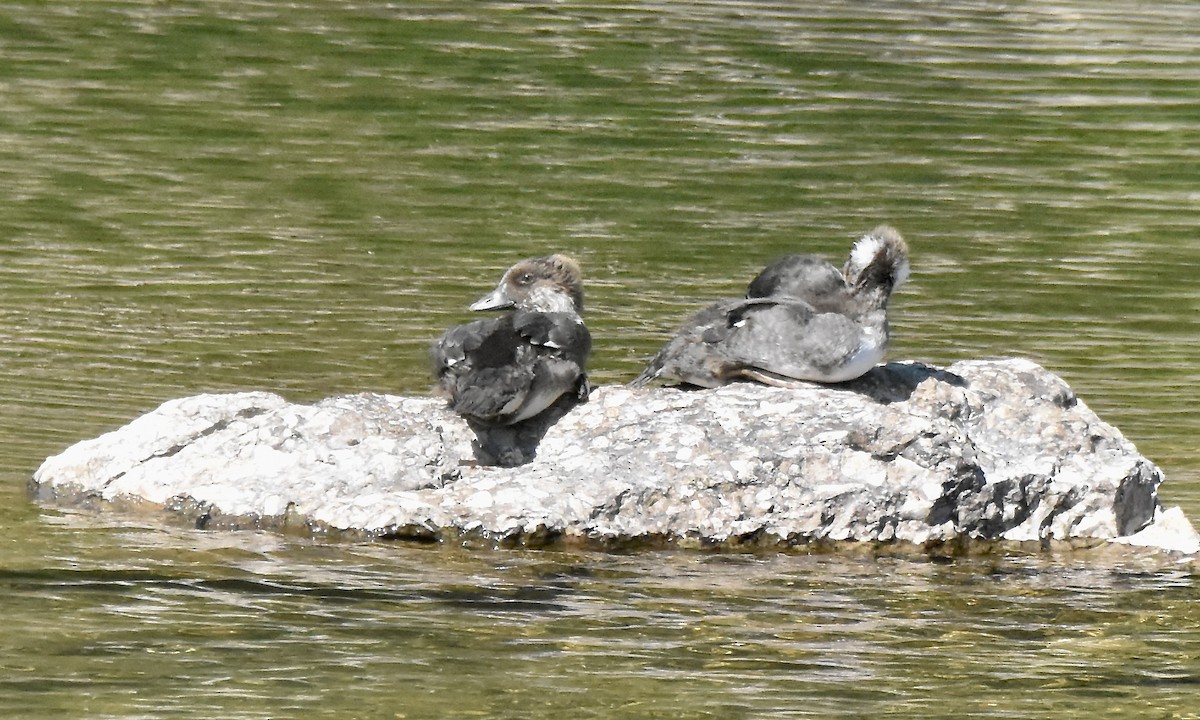 Common Goldeneye - ML621296296