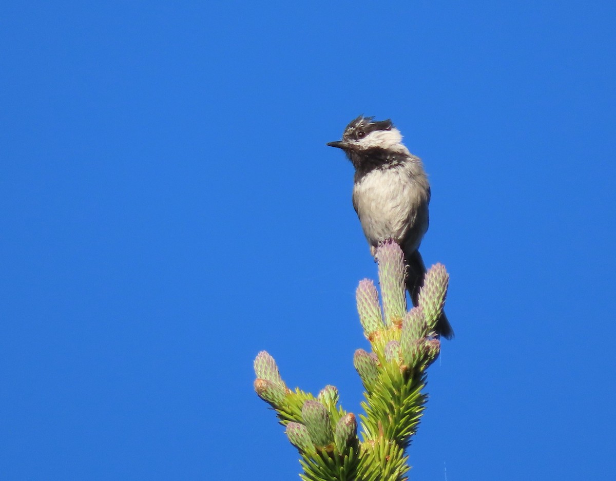 Mésange de Gambel - ML621296297