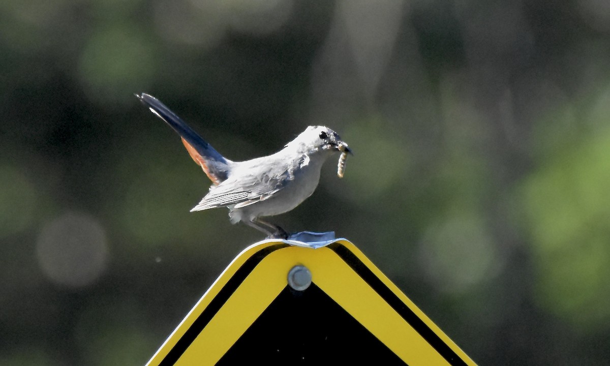 Gray Catbird - ML621296321