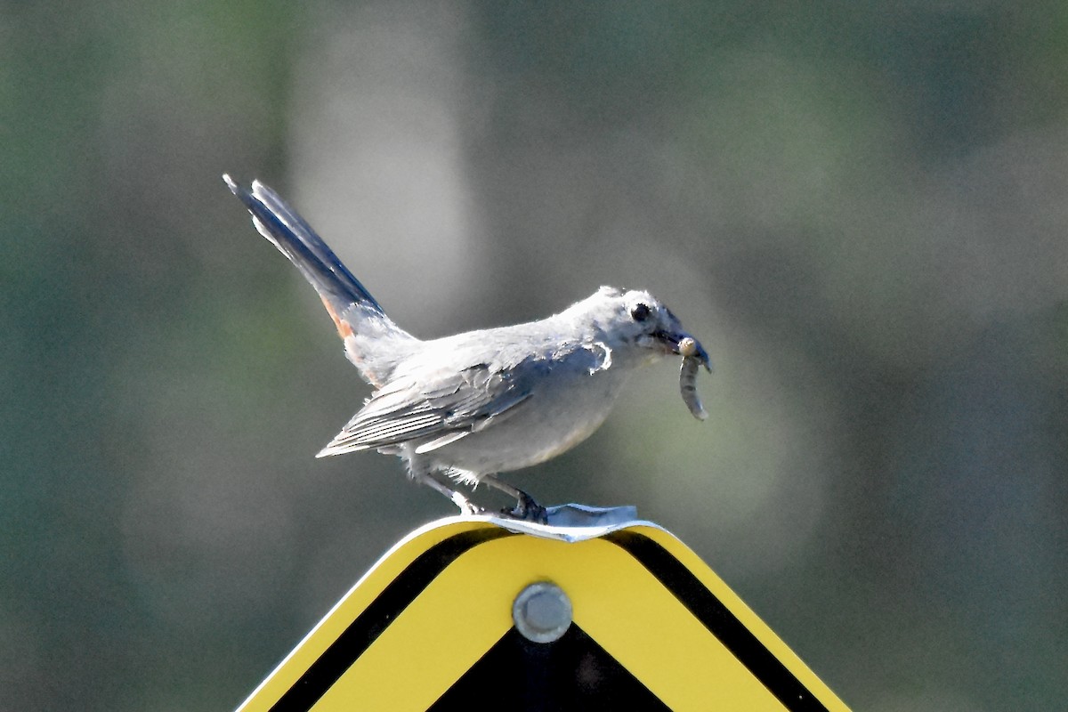 Gray Catbird - ML621296322