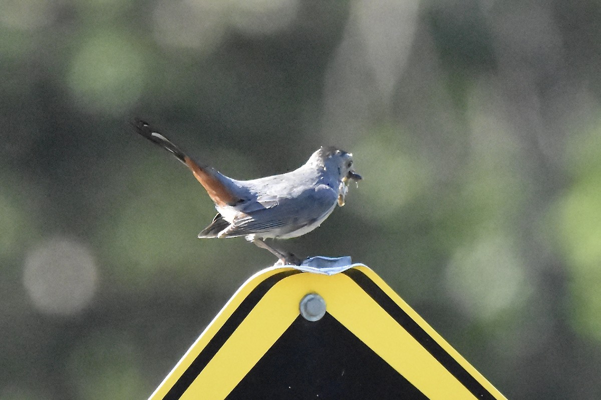 Gray Catbird - ML621296323