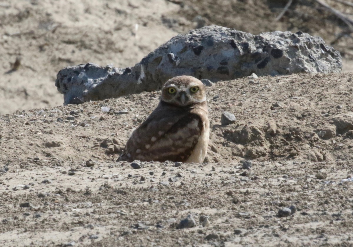 Burrowing Owl - ML621296358