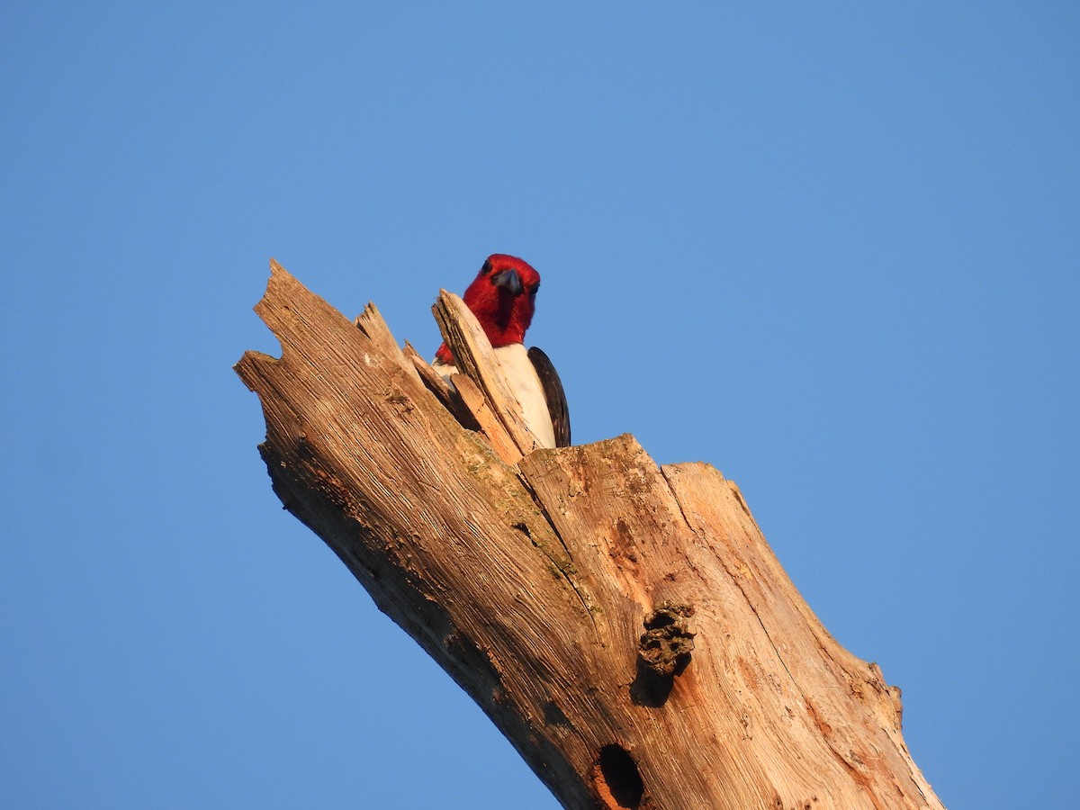 Red-headed Woodpecker - ML621296407