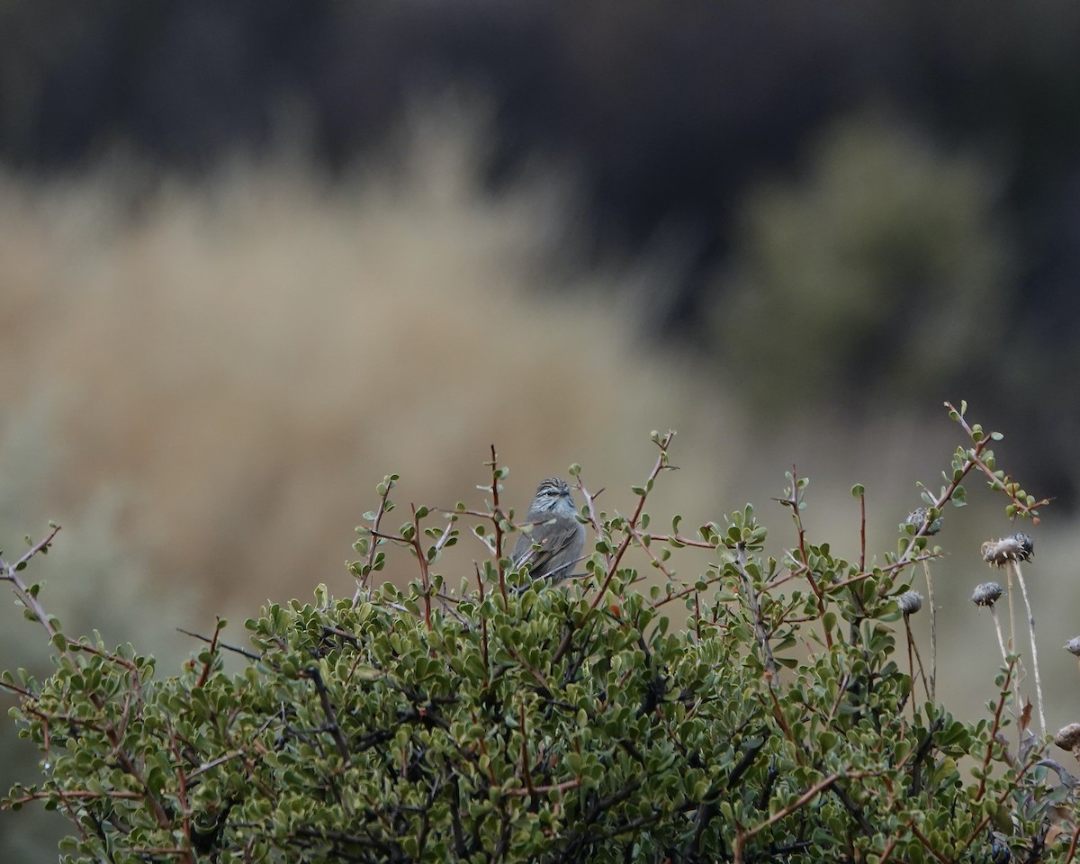 Plain-mantled Tit-Spinetail - ML621296414