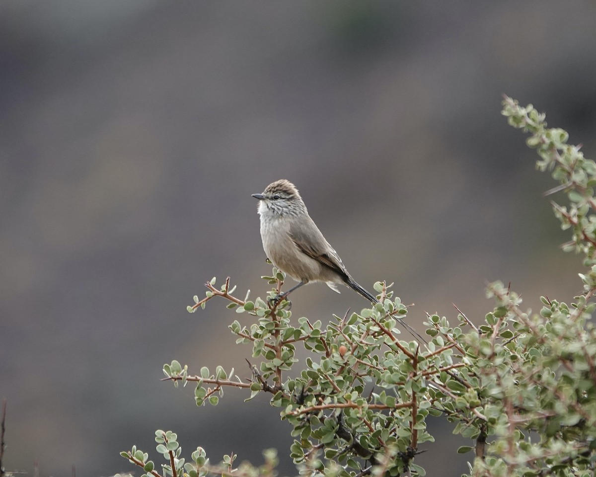 Plain-mantled Tit-Spinetail - ML621296415