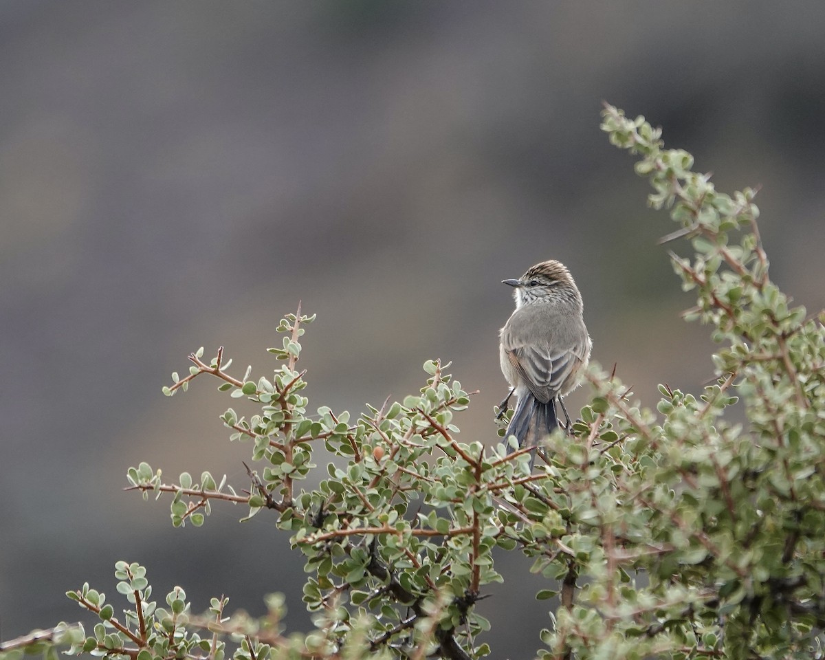 Plain-mantled Tit-Spinetail - ML621296416