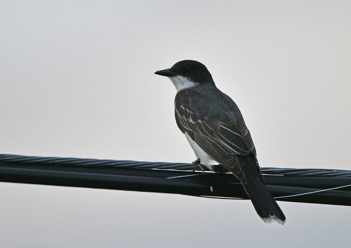 Eastern Kingbird - ML621296430