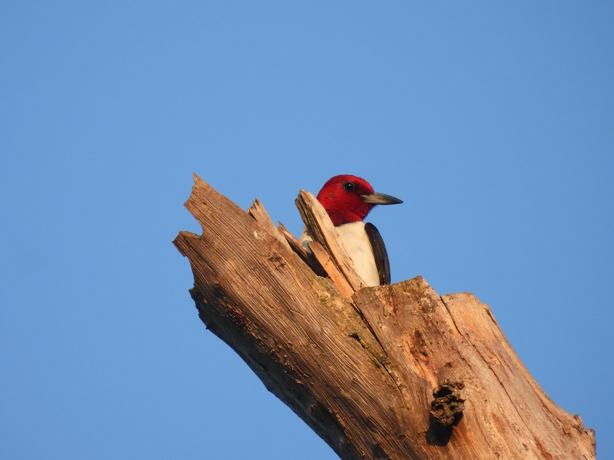 Red-headed Woodpecker - ML621296432