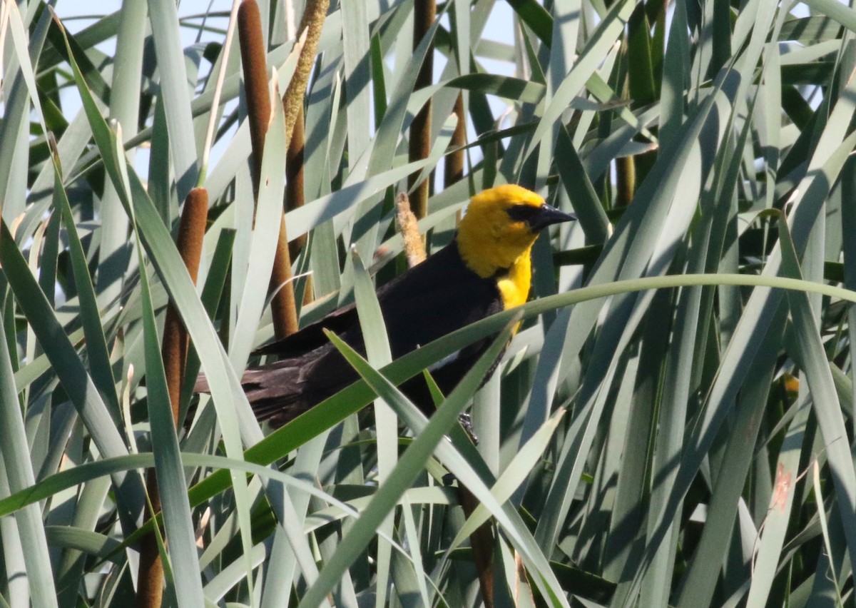 Yellow-headed Blackbird - ML621296441